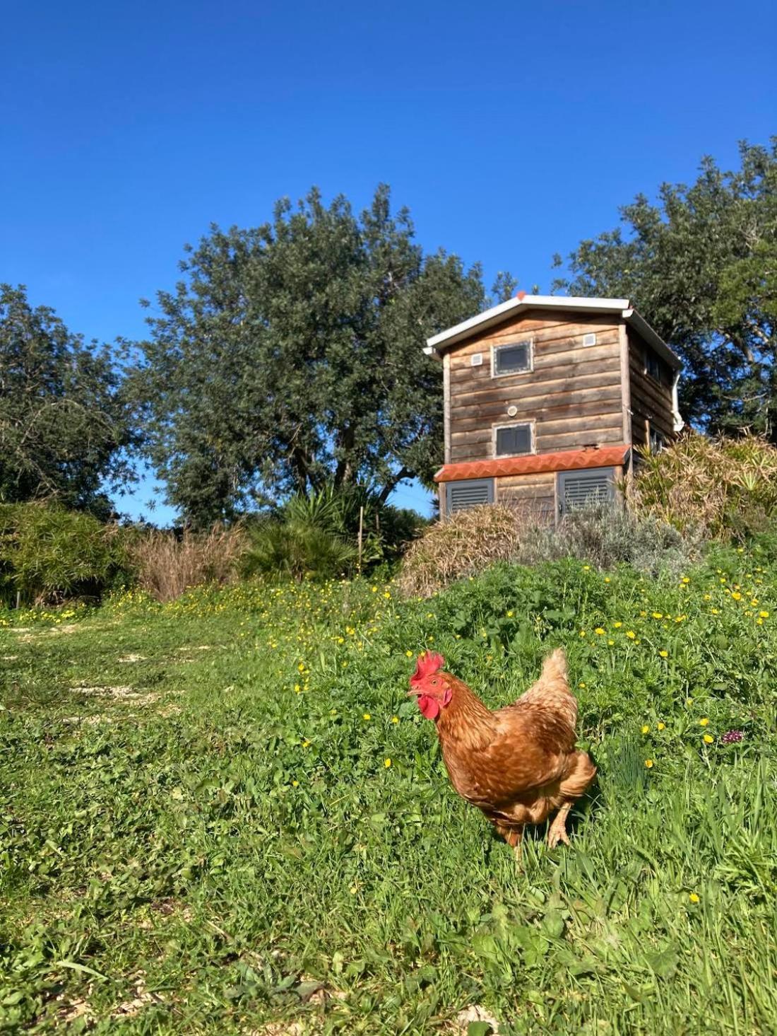 Tiny House Eco Resort Estevais Eksteriør billede